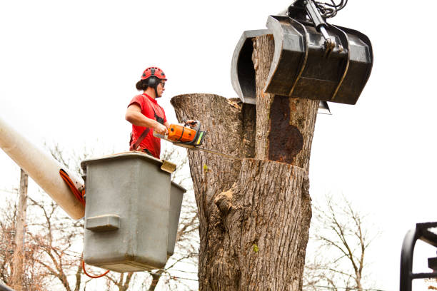 Leaf Removal in Arnold, CA